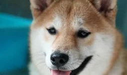Ex-Goldman Dogecoin MD resurfaces in COVID-cure company