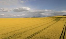 oilseed rape field 