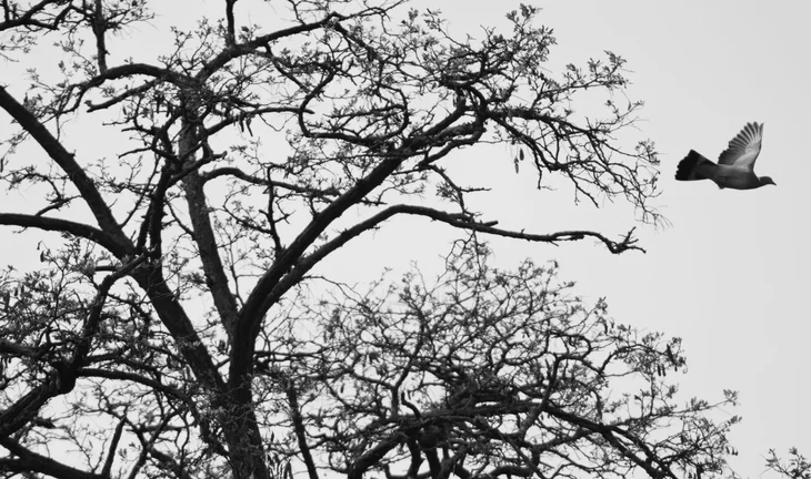 a bird flying away