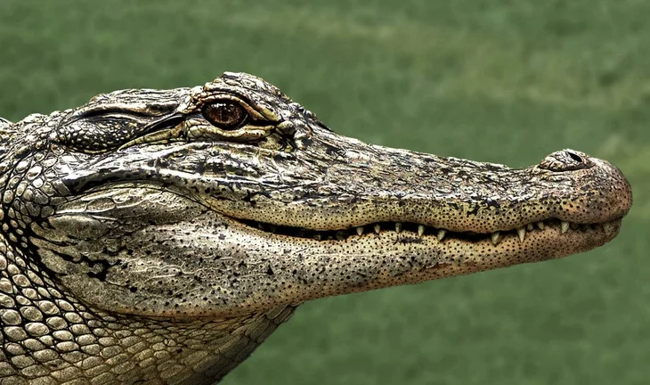 crocodile 