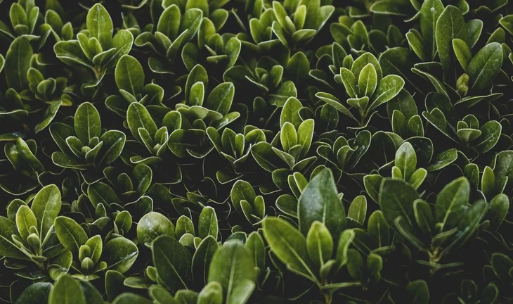 Morning Coffee: Citi hopes to lure London bankers back with its shrubbery. The further enfeeblement of financial job cuts.