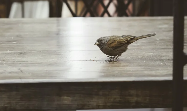 bird with crumbs